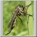 Neoitamus cyanurus - Raubfliege w11.jpg